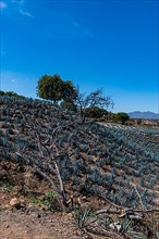 Blue Agave field, Unesco site Tequila