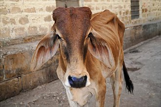 Cow on the road in India. The cow is a sacred animal in India. Jodhpur, Rajasthan
