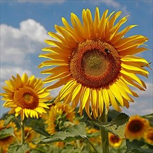 Sunflowers, Dieburg