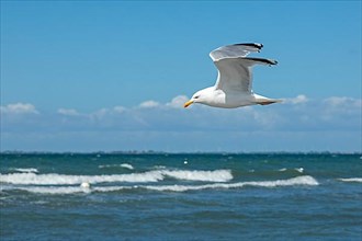 Flying european herring gull,