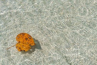 Leaf in the turquoise water, Koh Rok