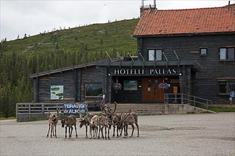 Lapland Hotel Pallas with reindeer group, Pallas-Yllaestunturi National Park