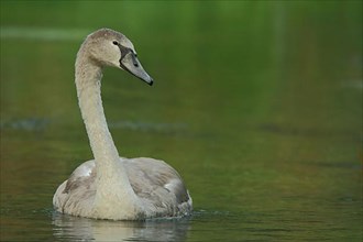 Juvenile Mute Swan,