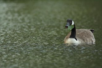 Swimming Canada Goose,