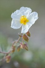 White rock-rose,