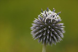 Bizarre form of the globe thistle,