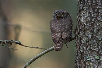 Pygmy owl,