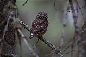 Pygmy owl,
