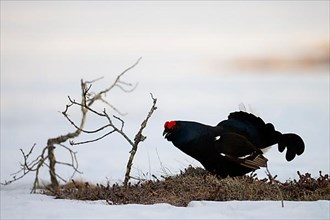 Black grouse, Hamra National Park
