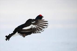 Black grouse, Hamra National Park