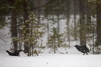 Black Grouse, Black Grouse