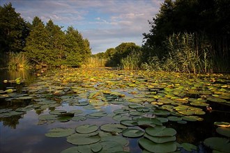 Watercourse section of the middle Havel, water lilies