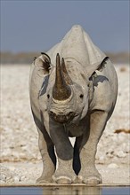 Black rhinoceros,