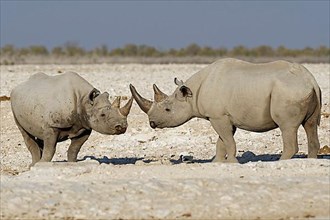 Black rhinoceroses,