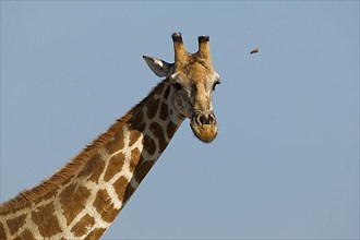 Angolan giraffe,