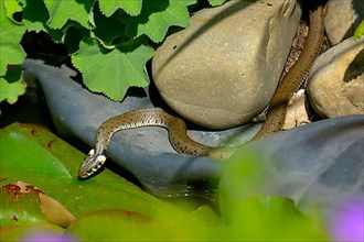 Snake : grass snake