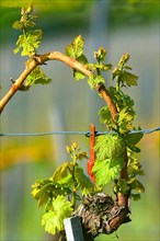 New budding on the vine in spring