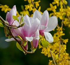 Magnolia blossoms with flowering forsythia in the garden