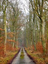 Maulbronn deciduous forest in winter