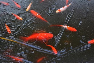 Goldfish under the ice in the garden pond