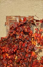Red grape leaves in autumn at vineyard hut