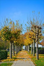 Colourful maple trees avenue