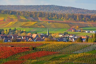 BW. Wuerttemberg wine landscape in autumn near Kleingartach