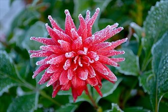 Red semicactus dahlia with hoarfrost in the garden