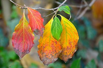 Colourful Japanese dogwood leaves in autumn