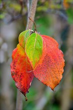 Colourful Japanese dogwood leaves in autumn