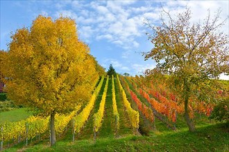 BW. near Sternenfels colourful vineyards in autumn