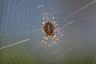 Cross spider in the web