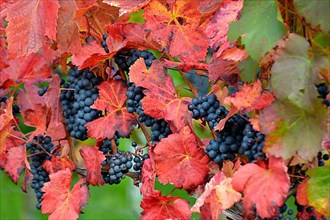 Red wine grapes on the vine with colourful leaves in autumn