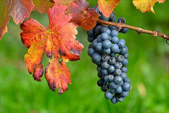 Red wine grapes on the vine with colourful leaves in autumn