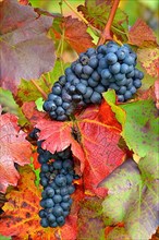 Red wine grapes on the vine with colourful leaves in autumn