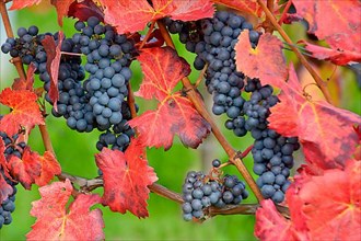 Red wine grapes on the vine with colourful leaves in autumn