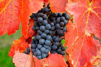 Red wine grapes on the vine with colourful leaves in autumn