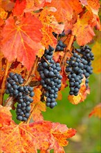 Red wine grapes on the vine with colourful leaves in autumn
