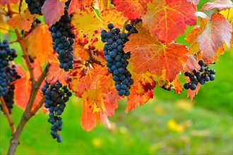 Red wine grapes on the vine with colourful leaves in autumn