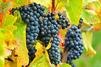 Red wine grapes on the vine with colourful leaves in autumn