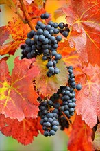 Red wine grapes on the vine with colourful leaves in autumn