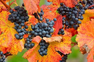 Red wine grapes on the vine with colourful leaves in autumn