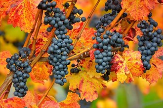 Red wine grapes on the vine with colourful leaves in autumn