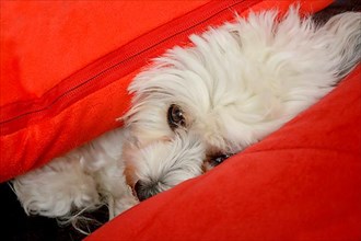 White Havanese dog between cushions