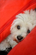 White Havanese dog between cushions