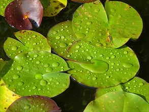 Water Lily Petals with Raindrops