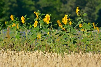 Maulbronn : Sunflower