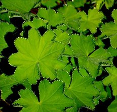 Lady's mantle leaf with water drop