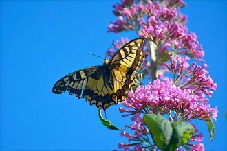 Butterfly : Swallowtail on butterfly bush
