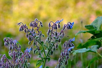 Herb : Borage flowering